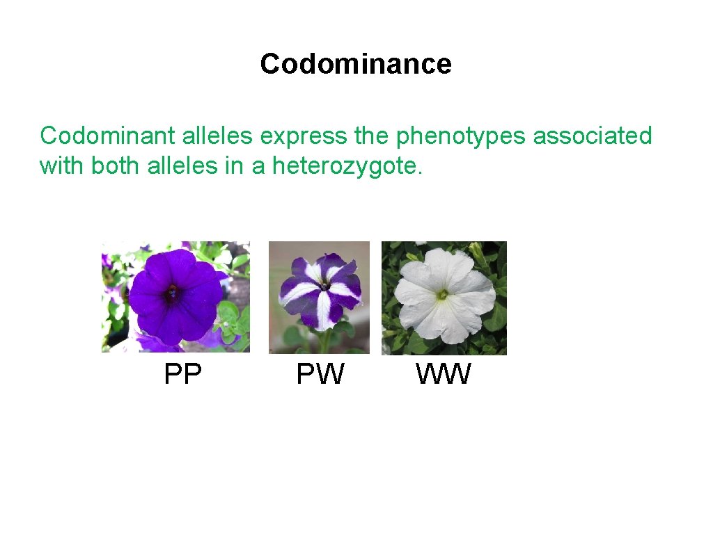 Codominance Codominant alleles express the phenotypes associated with both alleles in a heterozygote. PP
