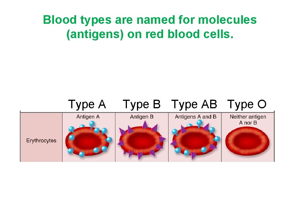 Blood types are named for molecules (antigens) on red blood cells. Type A Type