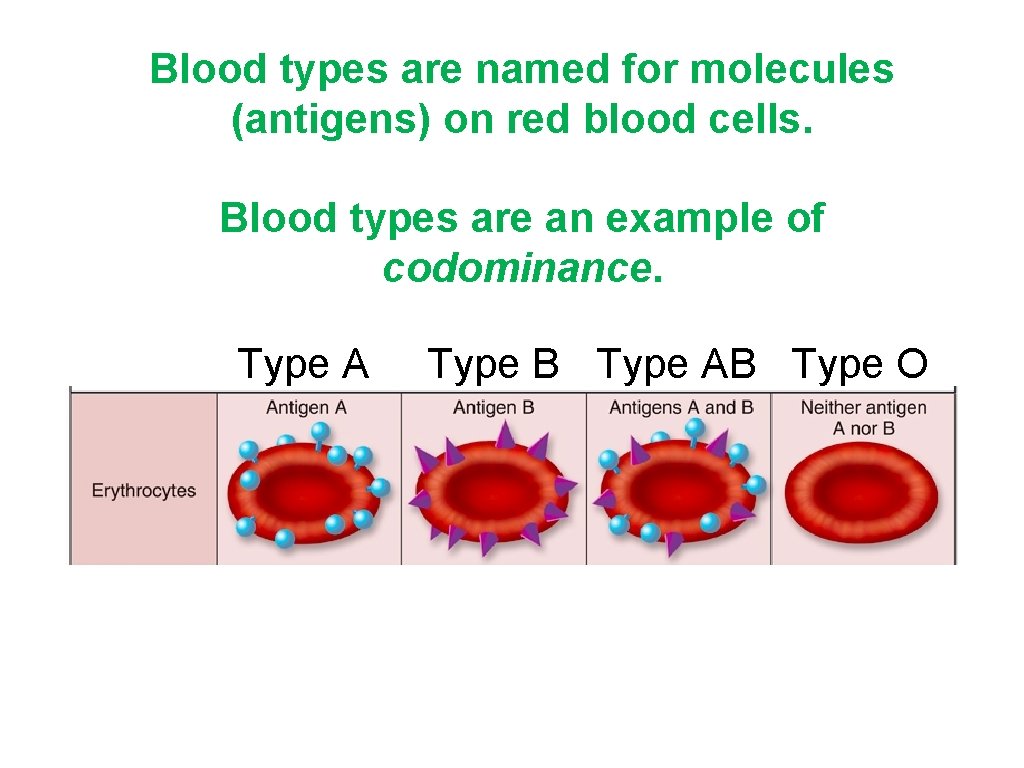 Blood types are named for molecules (antigens) on red blood cells. Blood types are