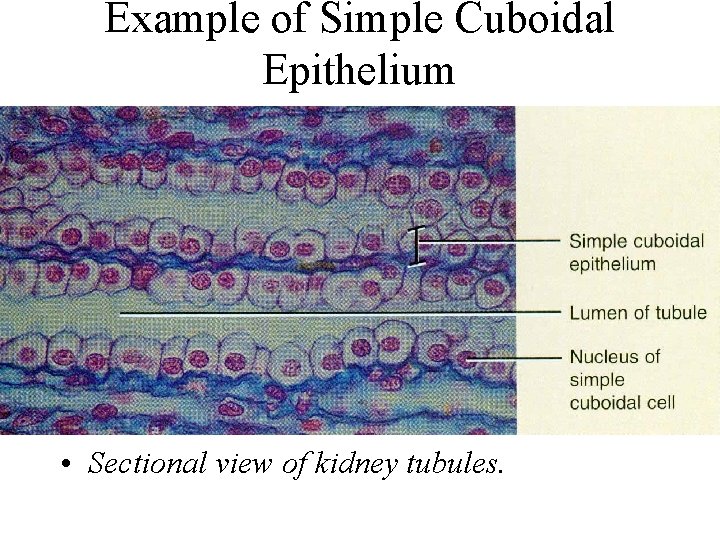 Example of Simple Cuboidal Epithelium • Sectional view of kidney tubules. 