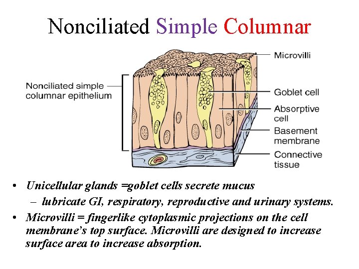 Nonciliated Simple Columnar • Unicellular glands =goblet cells secrete mucus – lubricate GI, respiratory,