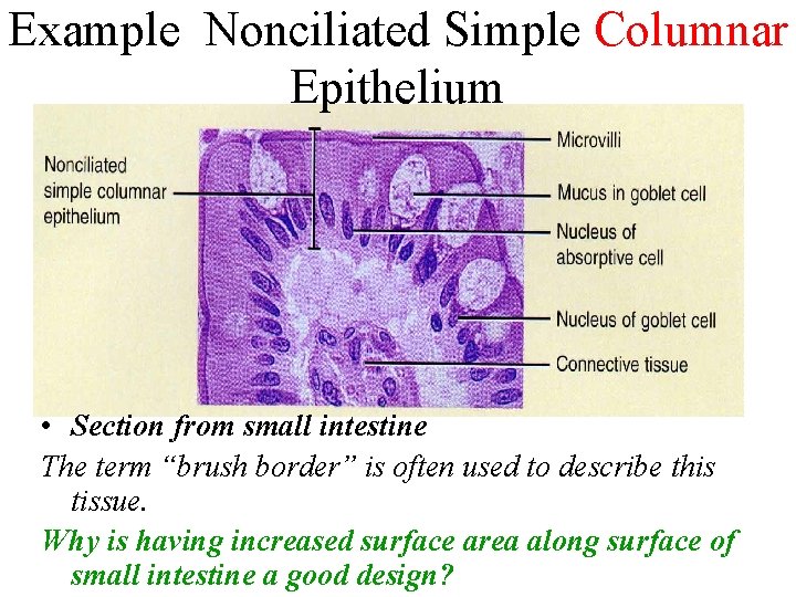 Example Nonciliated Simple Columnar Epithelium • Section from small intestine The term “brush border”