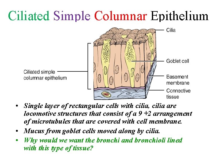 Ciliated Simple Columnar Epithelium • Single layer of rectangular cells with cilia, cilia are