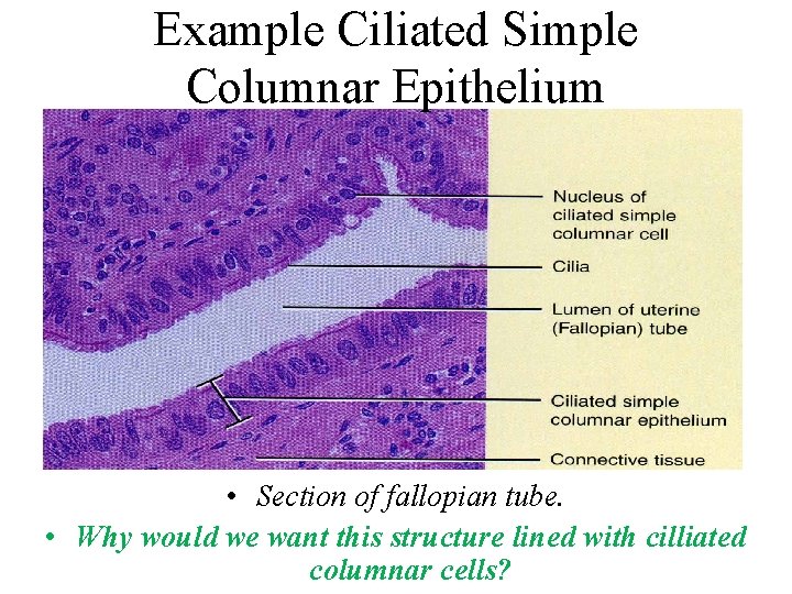 Example Ciliated Simple Columnar Epithelium • Section of fallopian tube. • Why would we