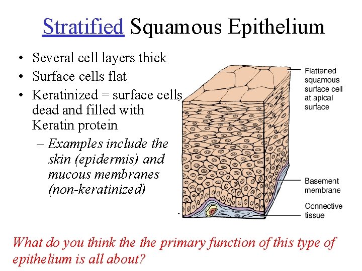 Stratified Squamous Epithelium • Several cell layers thick • Surface cells flat • Keratinized