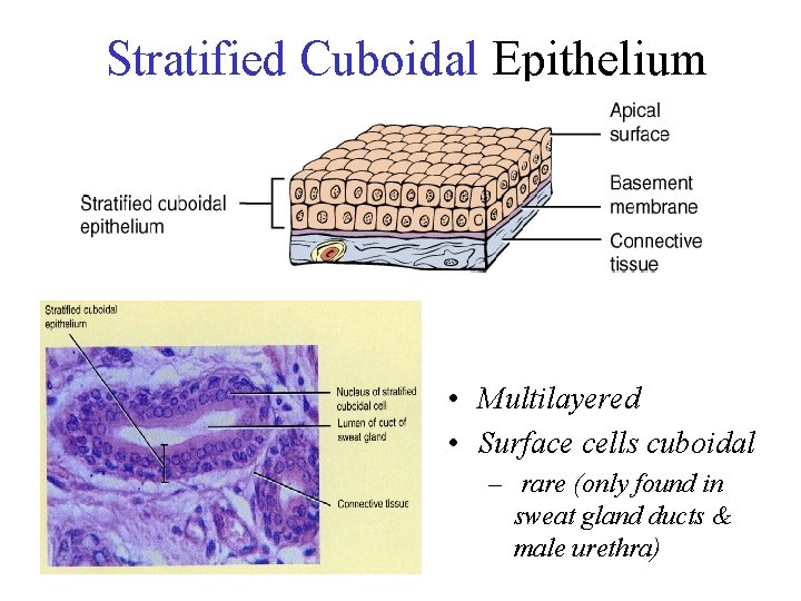 Stratified Cuboidal Epithelium • Multilayered • Surface cells cuboidal – rare (only found in