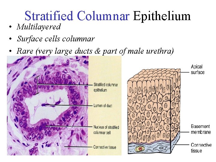 Stratified Columnar Epithelium • Multilayered • Surface cells columnar • Rare (very large ducts