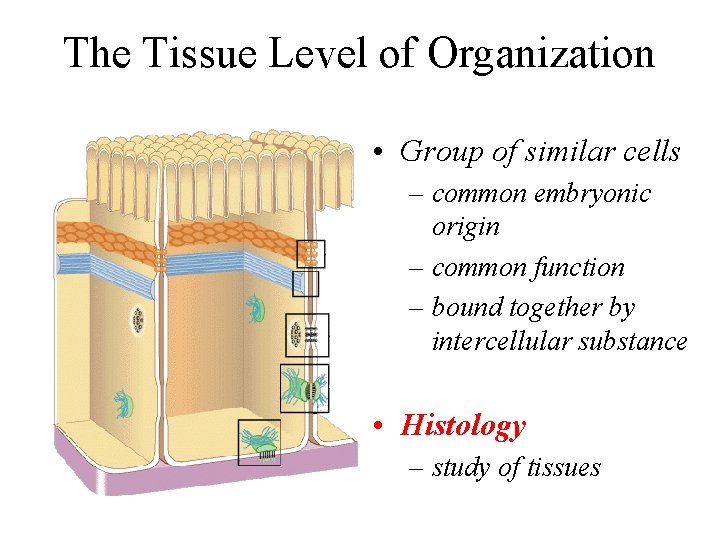 The Tissue Level of Organization • Group of similar cells – common embryonic origin