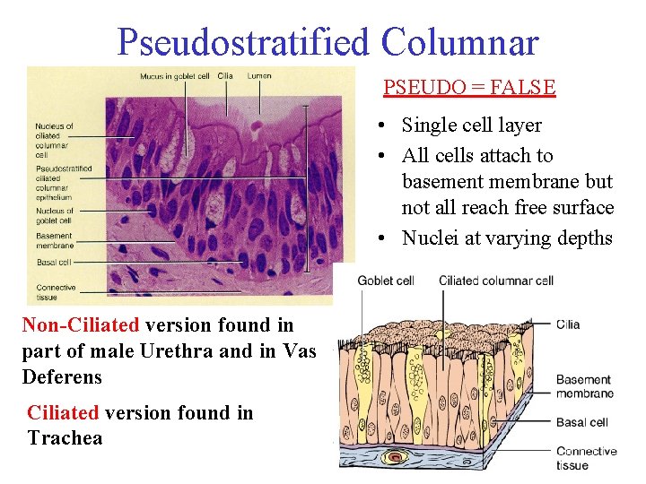 Pseudostratified Columnar PSEUDO = FALSE • Single cell layer • All cells attach to