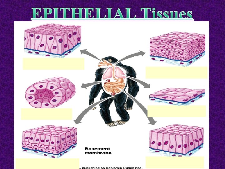 EPITHELIAL Tissues 