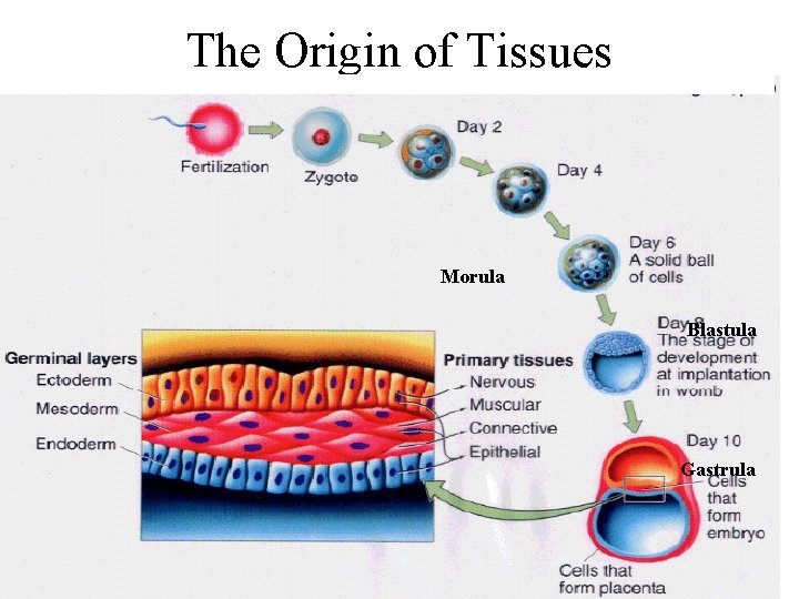 The Origin of Tissues Morula Blastula Gastrula 