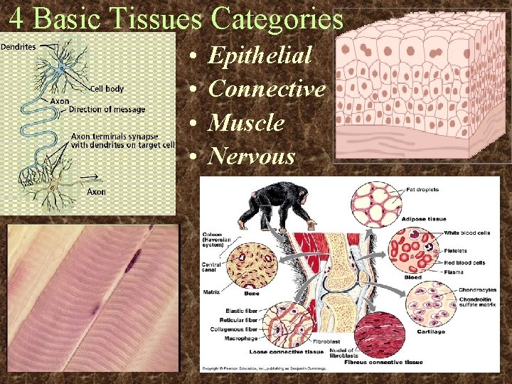 4 Basic Tissues Categories • • Epithelial Connective Muscle Nervous 