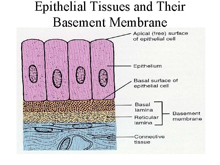 Epithelial Tissues and Their Basement Membrane 