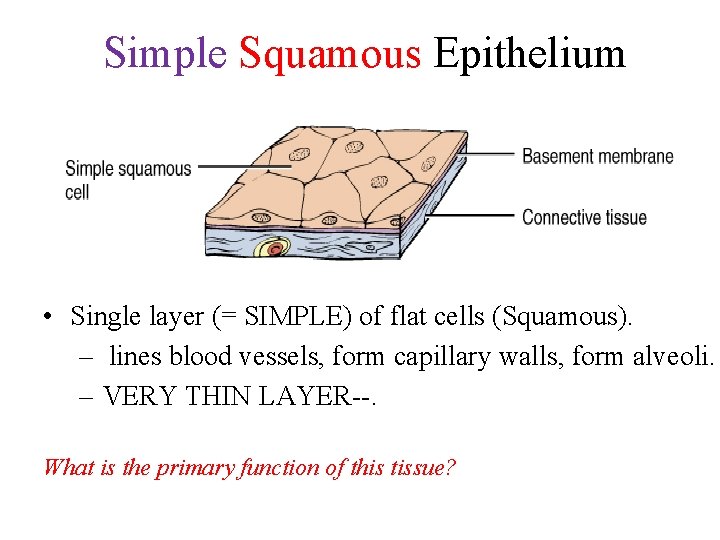 Simple Squamous Epithelium • Single layer (= SIMPLE) of flat cells (Squamous). – lines