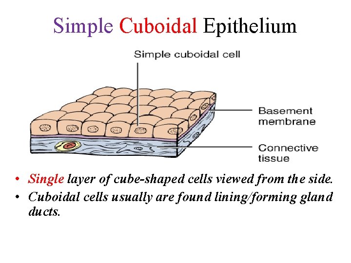 Simple Cuboidal Epithelium • Single layer of cube-shaped cells viewed from the side. •