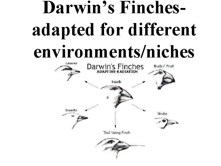 Darwin’s Finchesadapted for different environments/niches 