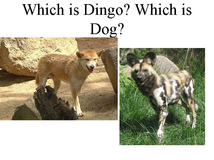 Which is Dingo? Which is Dog? 