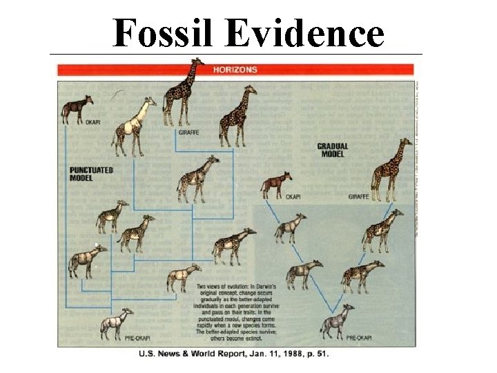 Fossil Evidence 