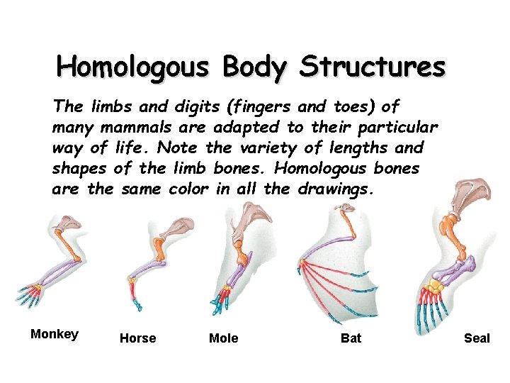 Homologous Body Structures The limbs and digits (fingers and toes) of many mammals are