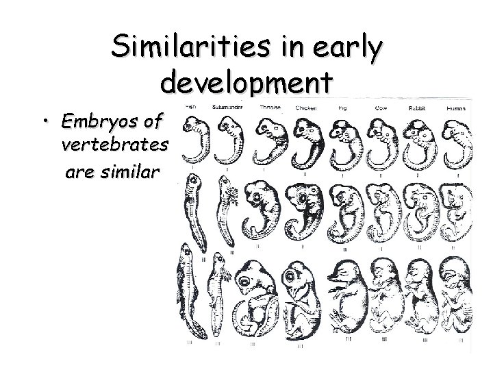 Similarities in early development • Embryos of vertebrates are similar 