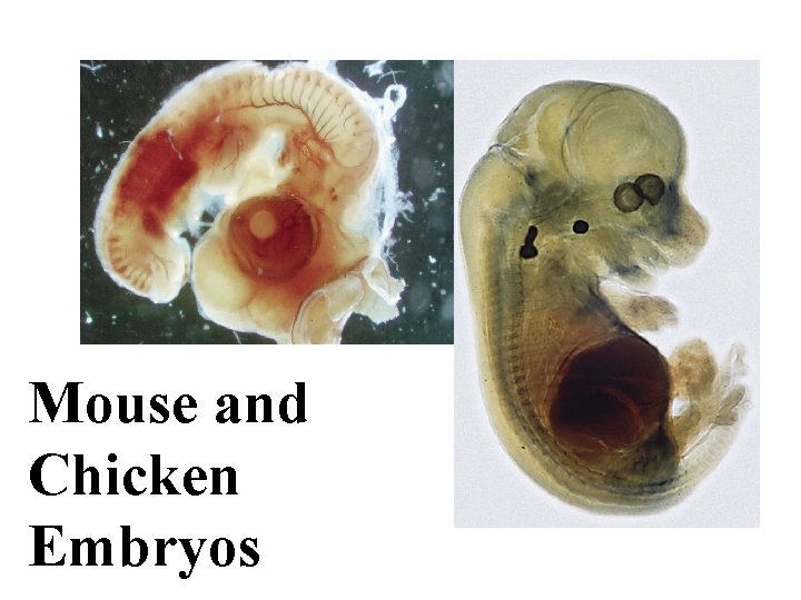 Mouse and Chicken Embryos 