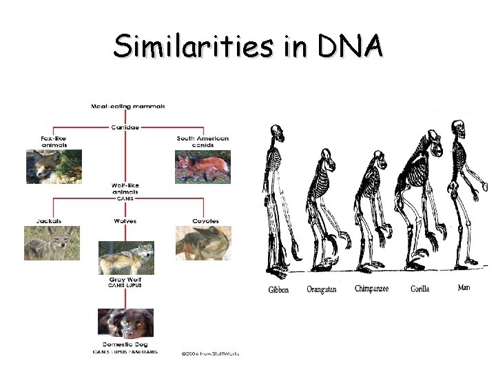 Similarities in DNA 