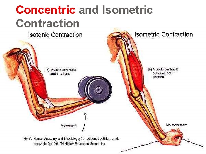 Concentric and Isometric Contraction 