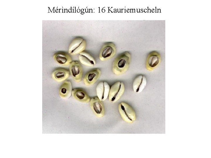 Mérìndílógún: 16 Kauriemuscheln 