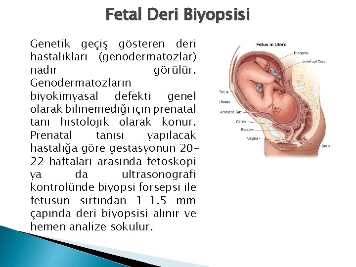 Fetal Deri Biyopsisi Genetik geçiş gösteren deri hastalıkları (genodermatozlar) nadir görülür. Genodermatozların biyokimyasal defekti