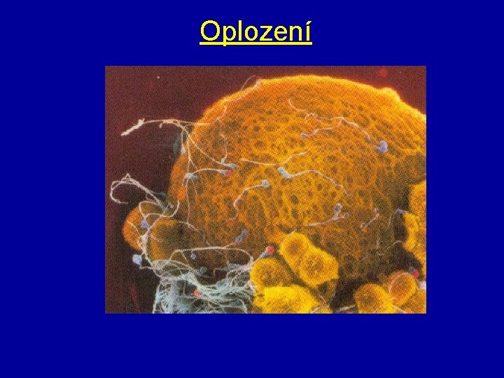 Oplození 