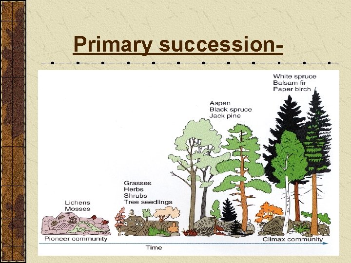 Primary succession- 