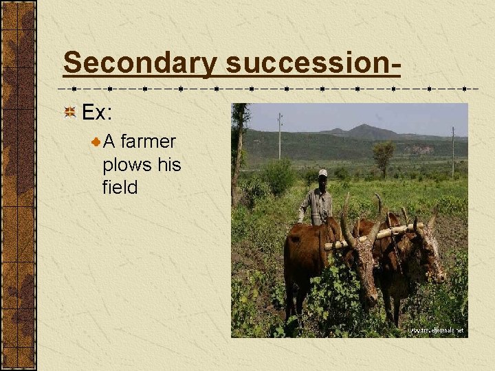 Secondary succession. Ex: A farmer plows his field 