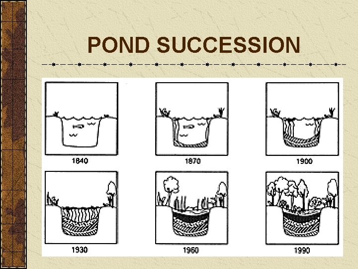 POND SUCCESSION 