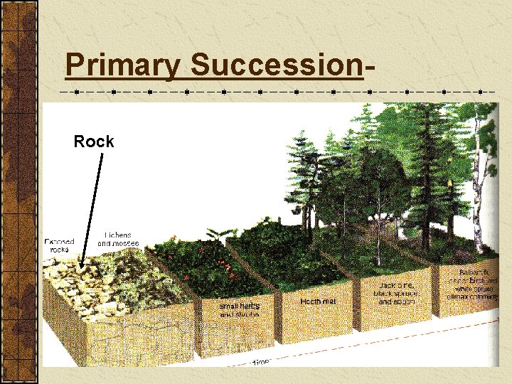 Primary Succession. Rock 