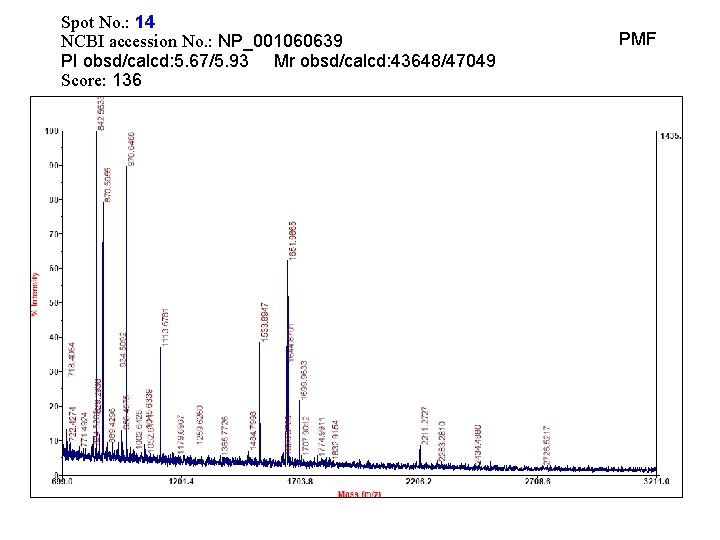 Spot No. : 14 NCBI accession No. : NP_001060639 PI obsd/calcd: 5. 67/5. 93