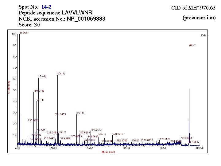 Spot No. : 14 -2 Peptide sequences: LAVVLWNR NCBI accession No. : NP_001059883 Score: