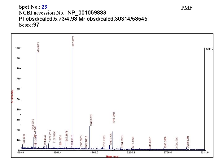 Spot No. : 23 NCBI accession No. : NP_001059883 PI obsd/calcd: 5. 73/4. 98