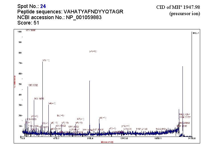 Spot No. : 24 Peptide sequences: VAHATYAFNDYYQTAGR NCBI accession No. : NP_001059883 Score: 51