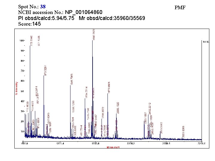 Spot No. : 38 NCBI accession No. : NP_001064860 PI obsd/calcd: 5. 94/5. 75