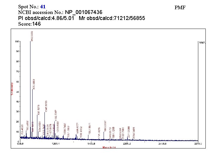 Spot No. : 41 NCBI accession No. : NP_001067436 PI obsd/calcd: 4. 86/5. 01