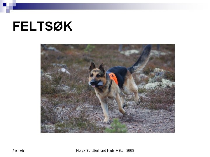 FELTSØK Feltsøk Norsk Schäferhund Klub HBU 2008 