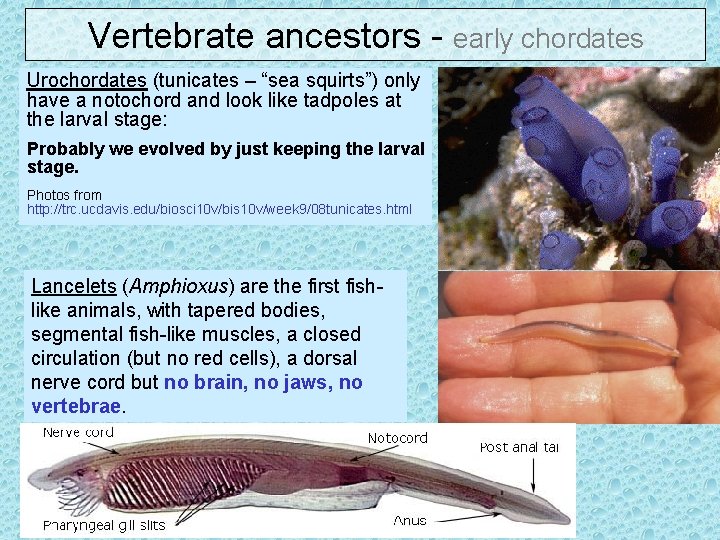 Vertebrate ancestors - early chordates Urochordates (tunicates – “sea squirts”) only have a notochord