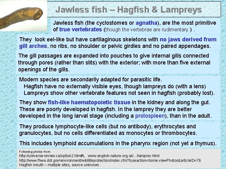 Jawless fish – Hagfish & Lampreys Jawless fish (the cyclostomes or agnatha), are the