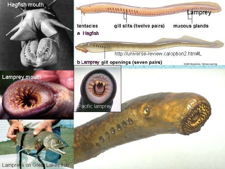 Hagfish mouth Lamprey http: //universe-review. ca/option 2. htm#L Lamprey mouth Pacific lamprey Lampreys on