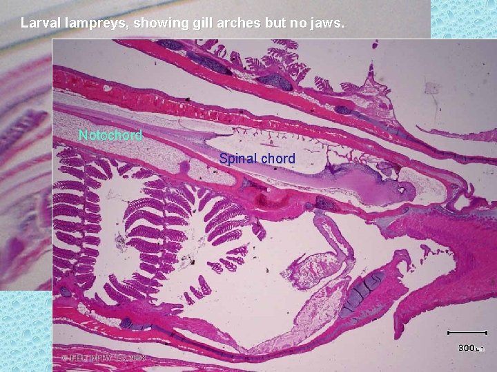 Larval lampreys, showing gill arches but no jaws Notochord Spinal chord 