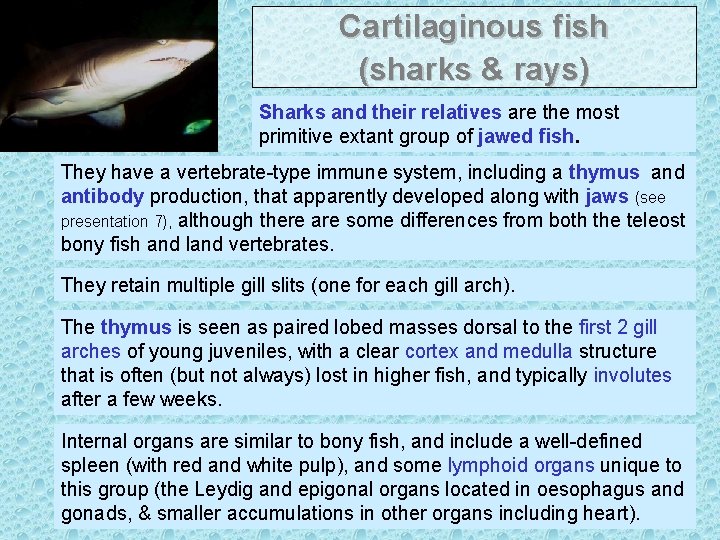 Cartilaginous fish (sharks & rays) Sharks and their relatives are the most primitive extant