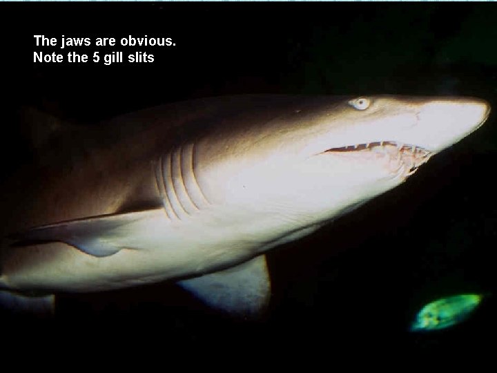 The jaws are obvious. Note the 5 gill slits 