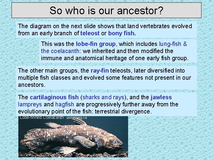 So who is our ancestor? The diagram on the next slide shows that land
