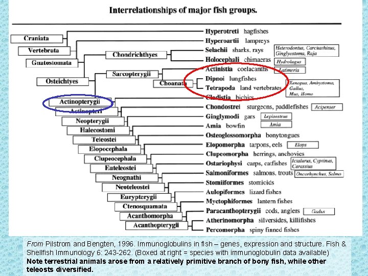 From Pilstrom and Bengten, 1996. Immunoglobulins in fish – genes, expression and structure. Fish