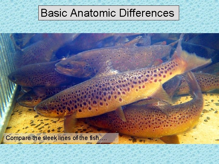 Basic Anatomic Differences Compare the sleek lines of the fish…. 